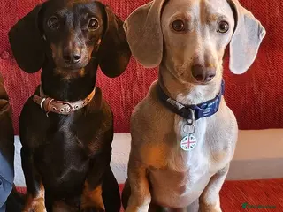 Miniature Dachshund dogs Miniature dashound male - Advert 15