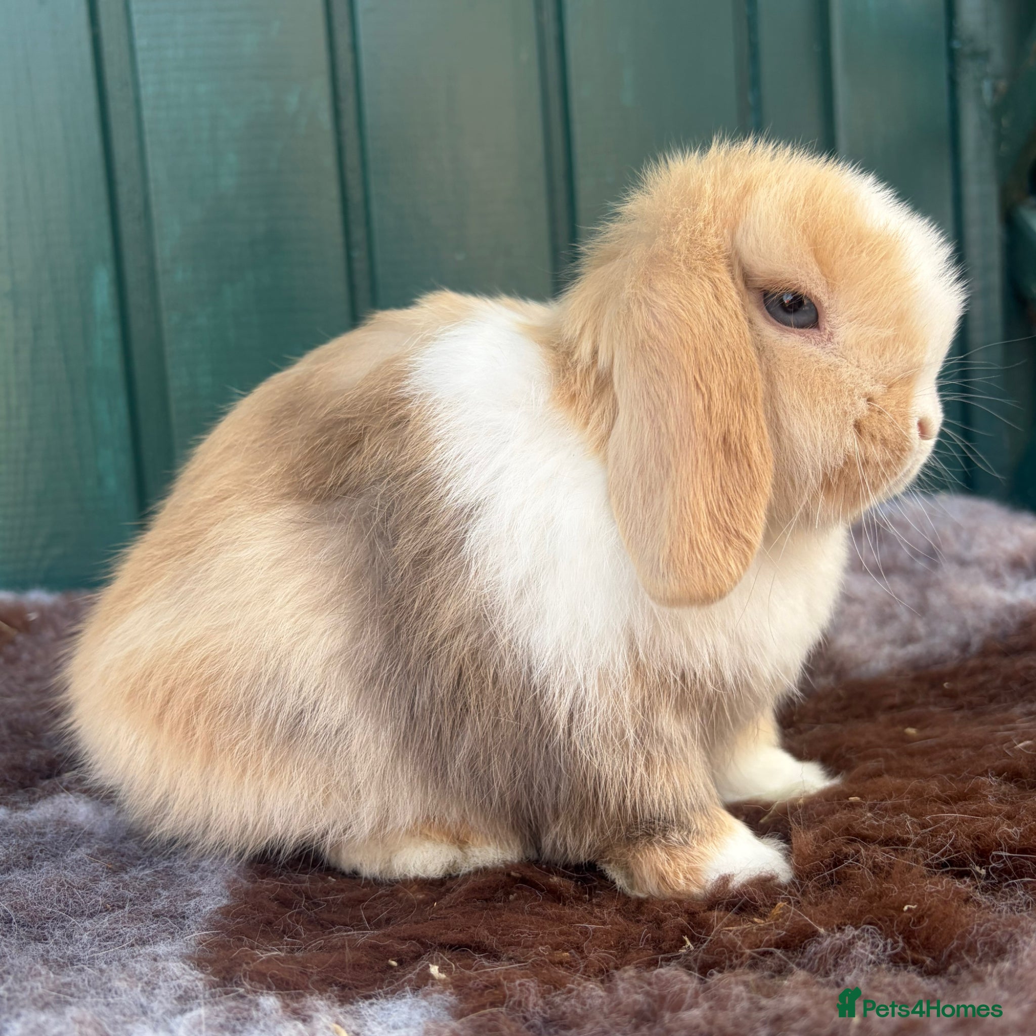 Mini Lop rabbits Mini Lops - Advert 10