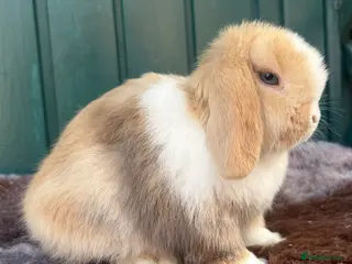 Mini Lop rabbits Mini Lops - Advert 10