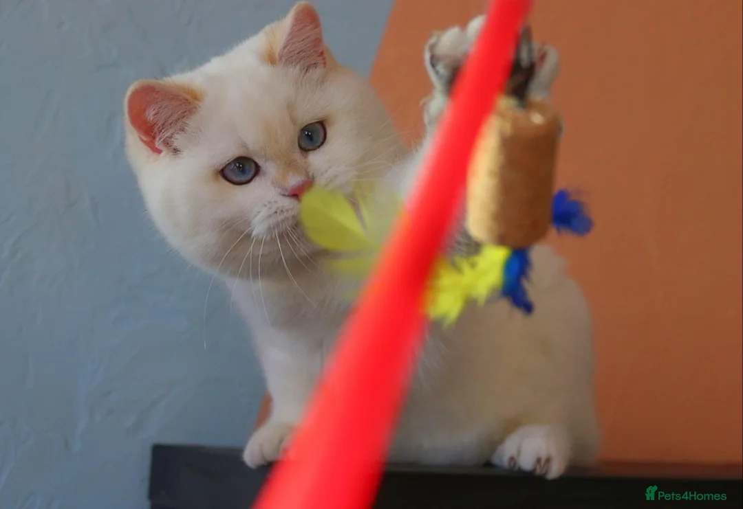 British Shorthair cats for stud: 🥇GCCF registered Gold tippedBritish shorthair🥇 in Slough - Advert 7