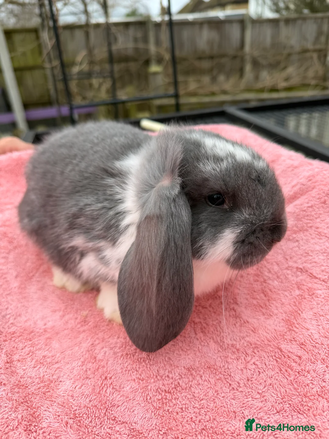 French Lop rabbits for sale: French lops  - Advert 2