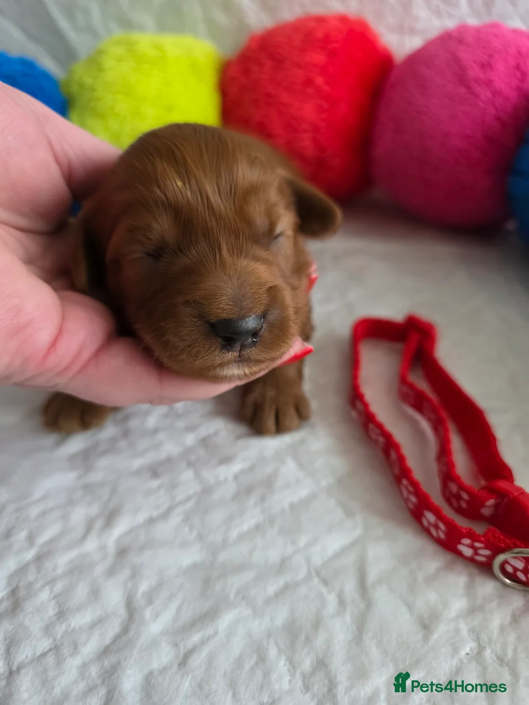 Australian Labradoodle dogs for sale:  👑 Multigen Toy Bred Australian Double Doodles 👑 - Advert 18