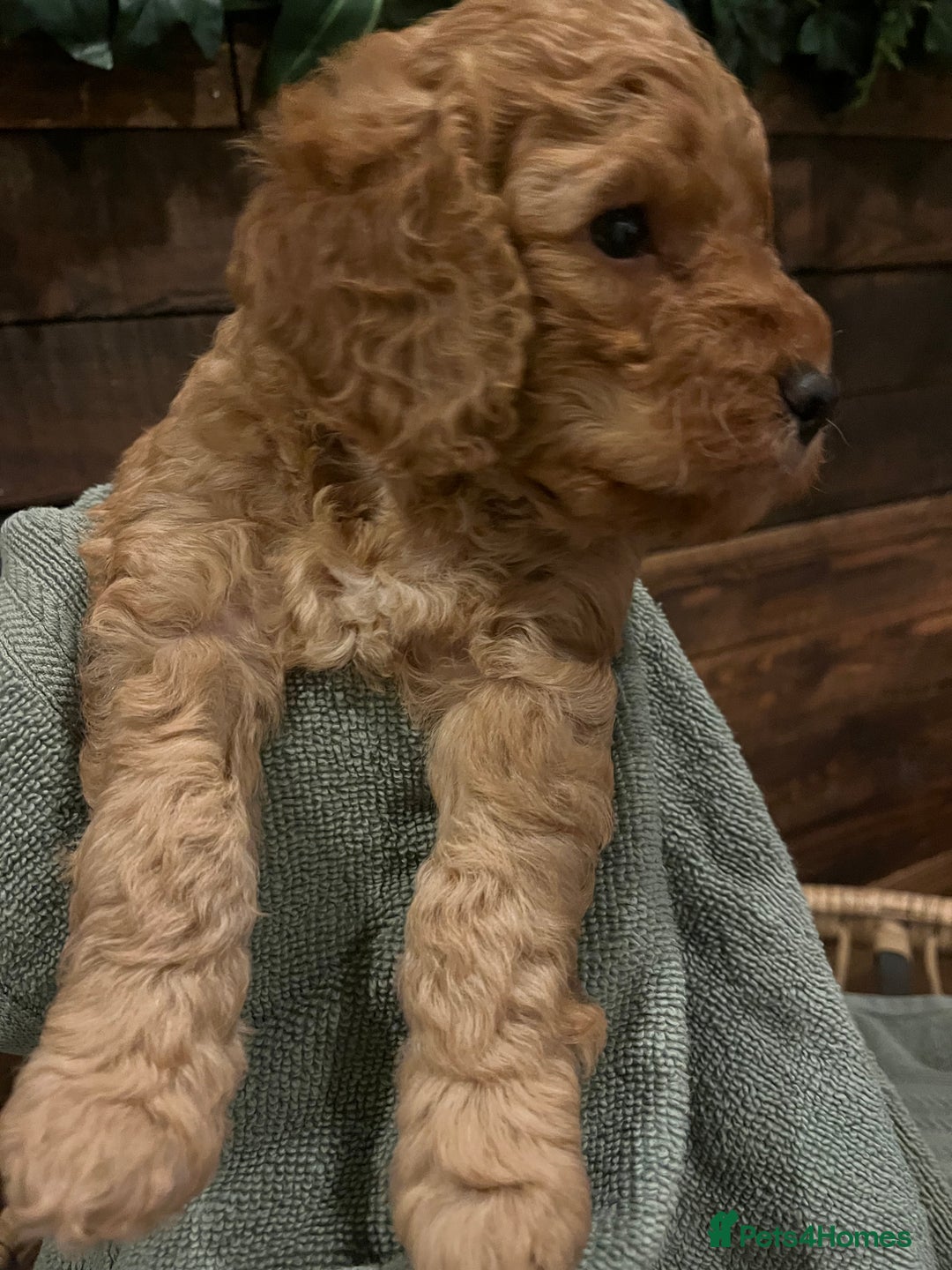 Cockapoo dogs for sale: Cockapoo F1B puppies - Advert 14
