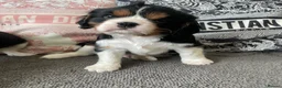 Cavalier King Charles Spaniel dogs for sale: Chocolate carrying Cavalire King Charles spaniels  - Advert 10