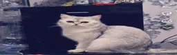 Scottish Fold cats for sale: Beautiful Silver Scottish Straight chinchilla  - Advert 5