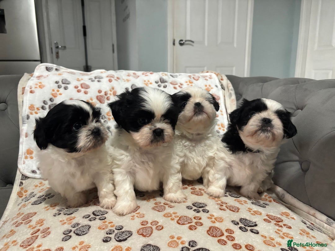 Shih Tzu dogs for sale: Shih tzu puppies - Image 3