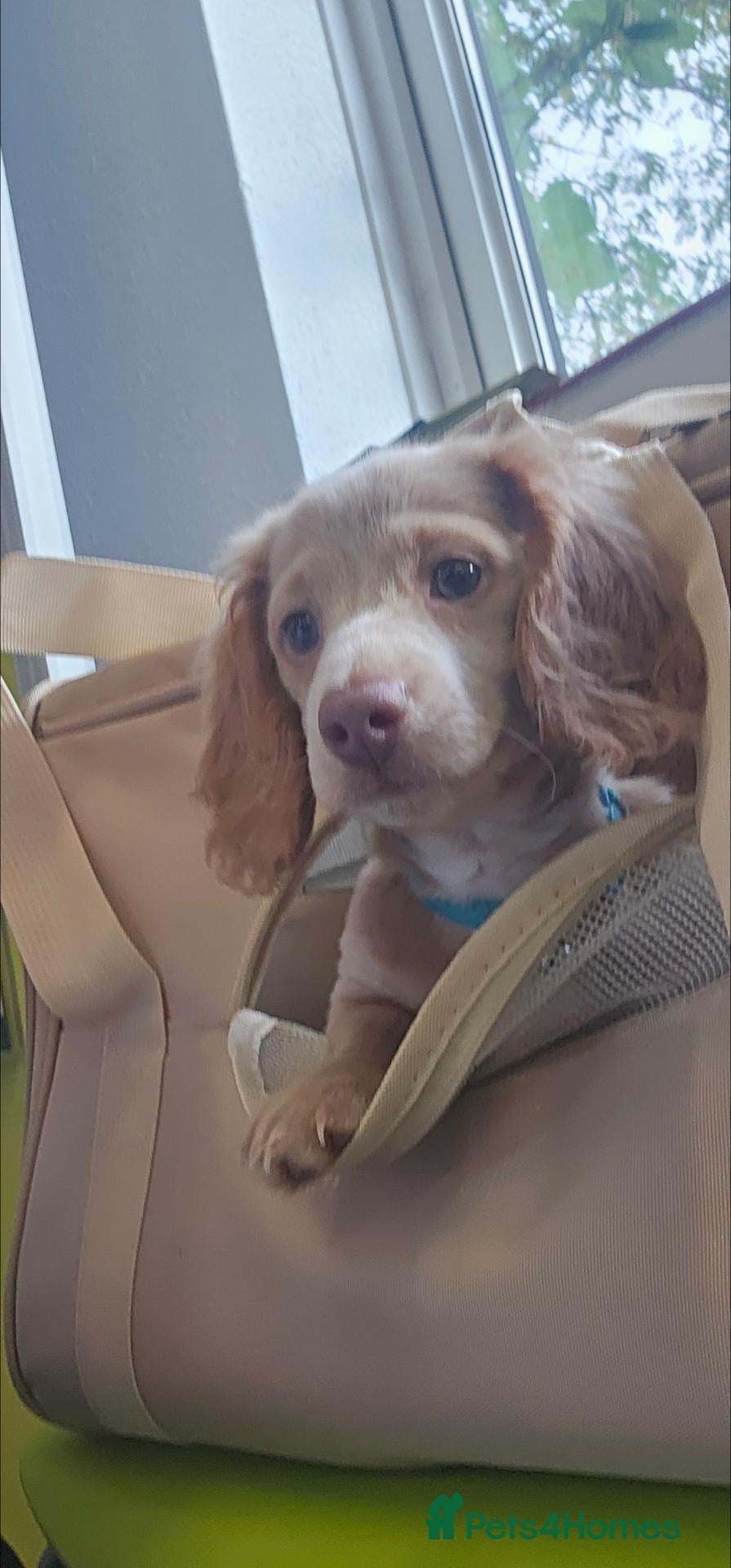 Miniature Dachshund dogs ✨LAST CHANCE: Rare Cream Long-Haired Miniature ✨ - Advert 13