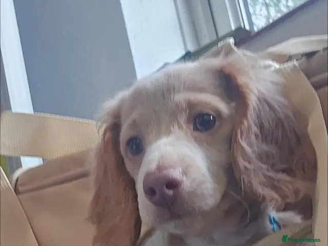 Miniature Dachshund dogs ✨LAST CHANCE: Rare Cream Long-Haired Miniature ✨ - Advert 13