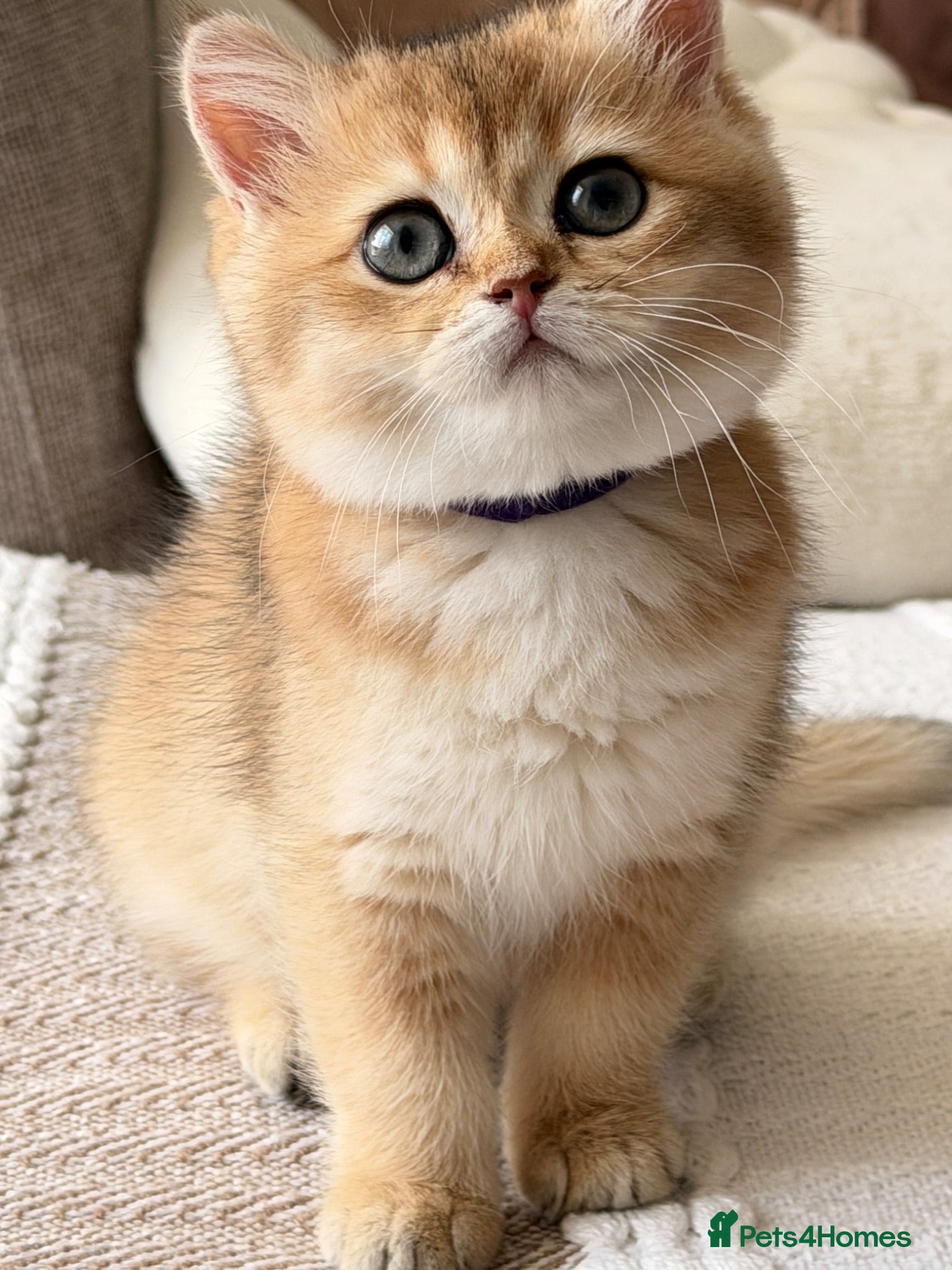 British Shorthair cats Exception quality,Champion bloodlines GCCF/TICA🏆 - Advert 1