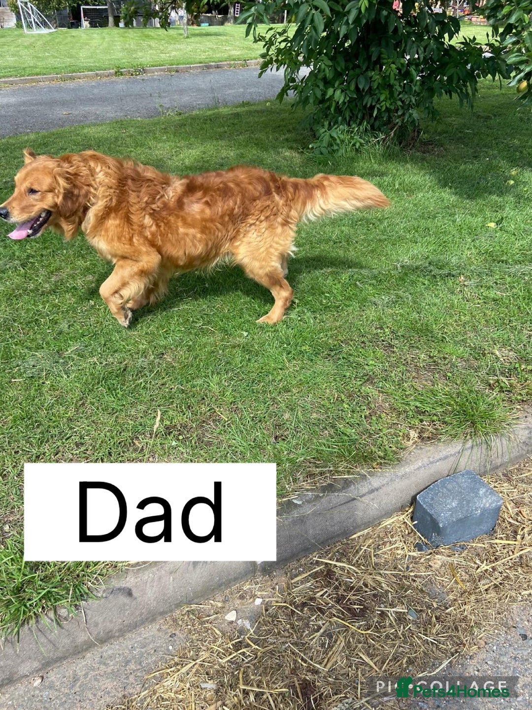 Golden Retriever dogs for sale: Adorable golden retriever puppies  - Advert 24