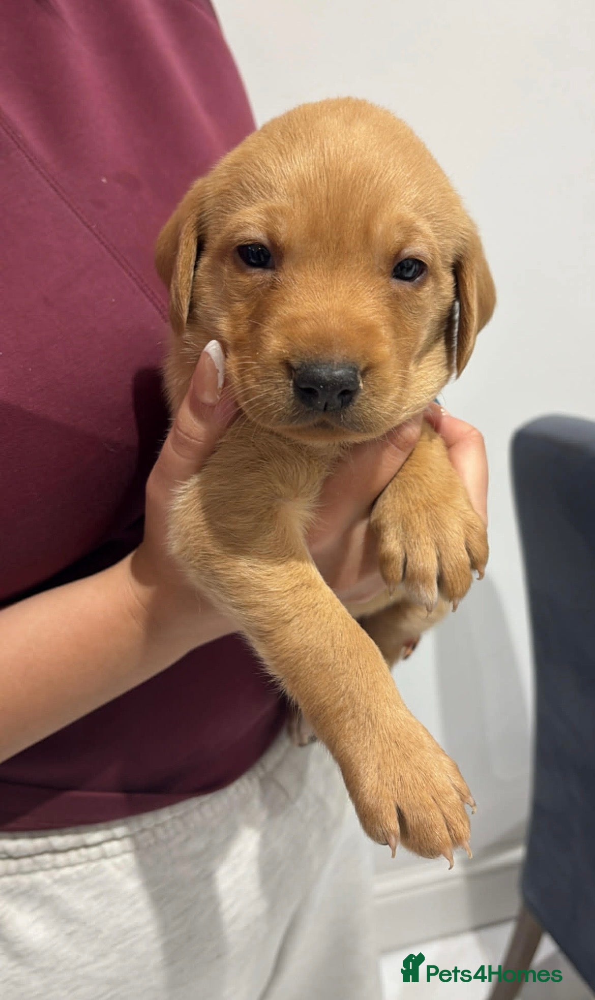 Labrador Retriever dogs MUST SEE FOX RED  KC 5⭐️⭐️⭐️⭐️⭐️CHAMPION LINE PUPS in Rotherham - Advert 8