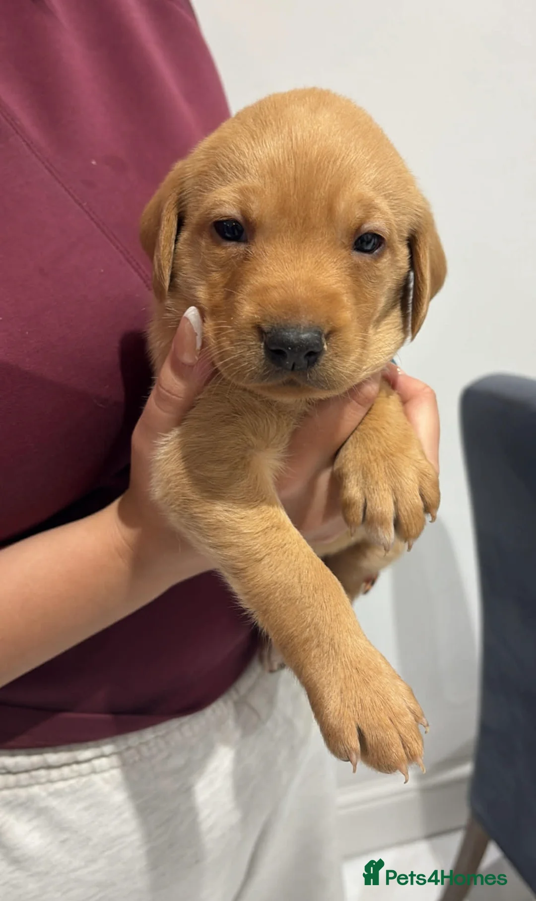 Labrador Retriever dogs for sale: MUST SEE FOX RED  KC 5⭐️⭐️⭐️⭐️⭐️CHAMPION LINE PUPS in Rotherham - Advert 1