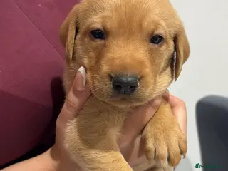 Labrador Retriever dogs MUST SEE FOX RED KC 5⭐️⭐️⭐️⭐️⭐️CHAMPION LINE PUPS in Rotherham - Advert 8