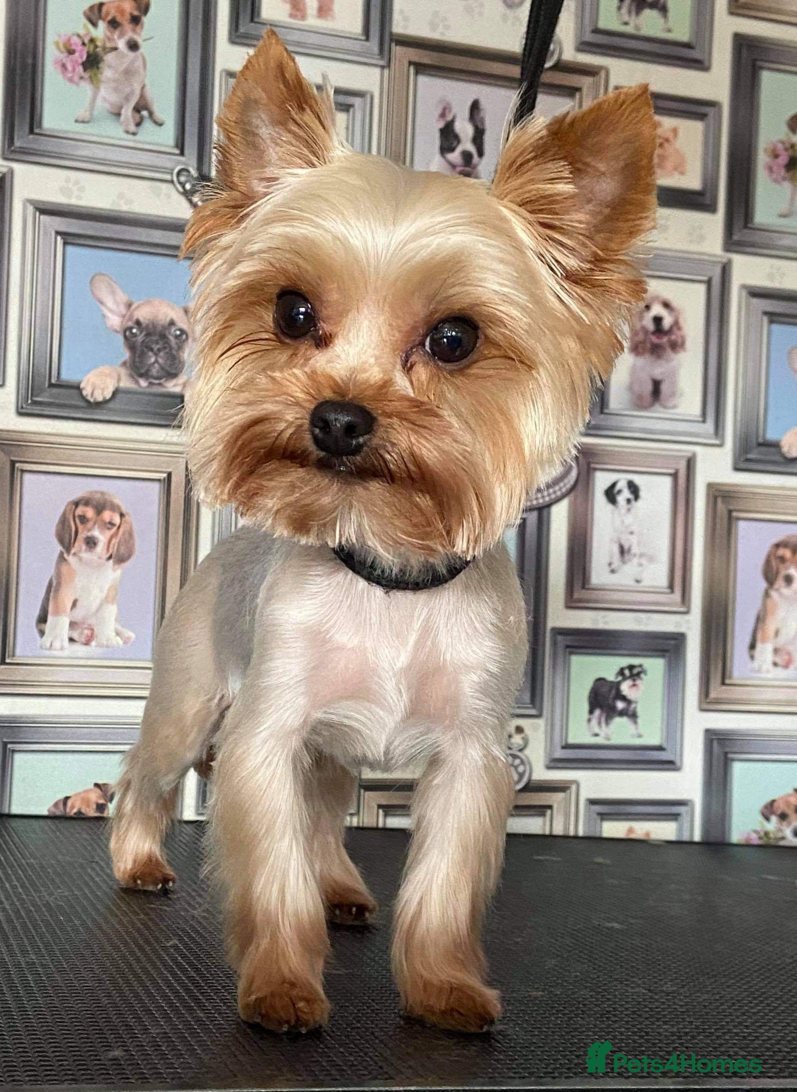 Yorkshire Terrier dogs My lovely boy for stud in West Bromwich - Advert 8
