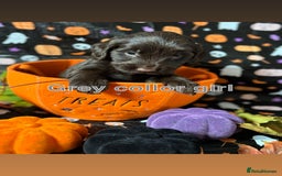 Cockapoo dogs for sale: ❤️AMAZING F1B COCKAPOOS ❤️ - Image 2
