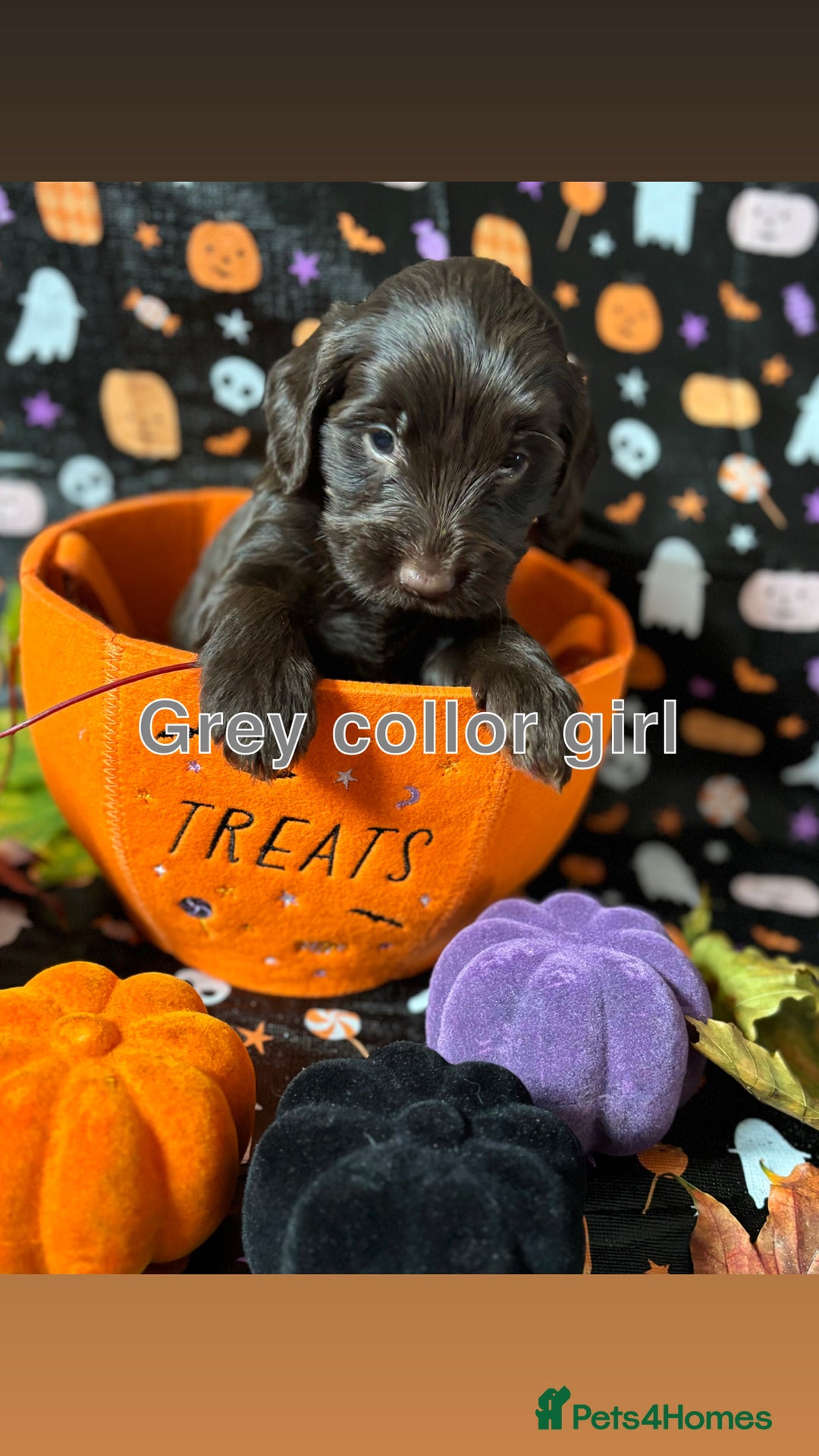 Cockapoo dogs for sale: ❤️AMAZING F1B COCKAPOOS ❤️ - Image 2