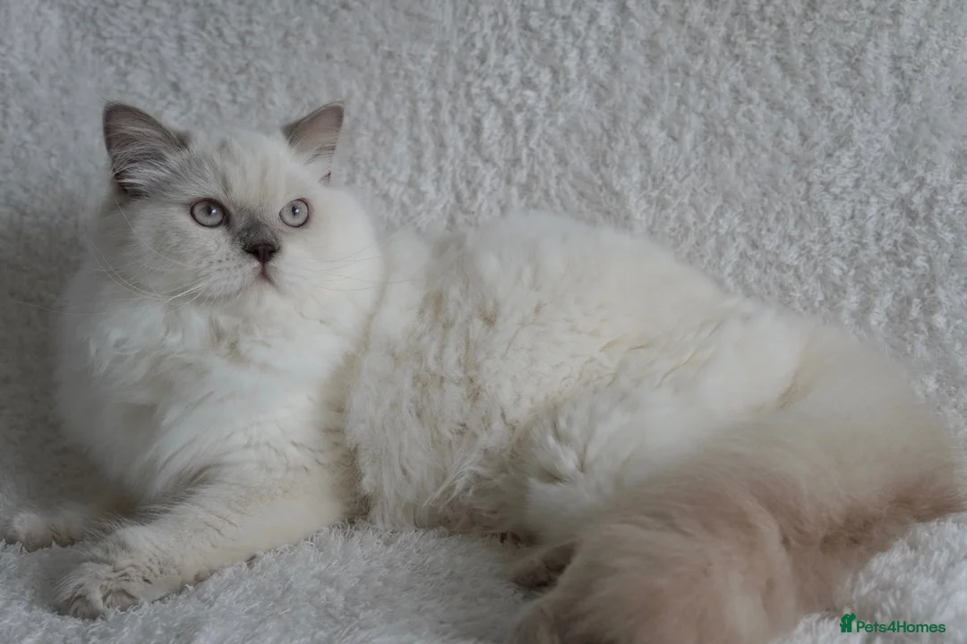 British Longhair cats for sale: Beautiful and friendly NEUTERED kitten - Advert 5