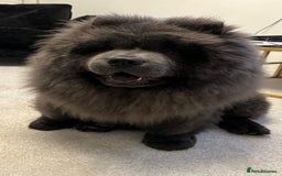 Chow Chow dogs for sale: Chow Chow Boy - Image 2