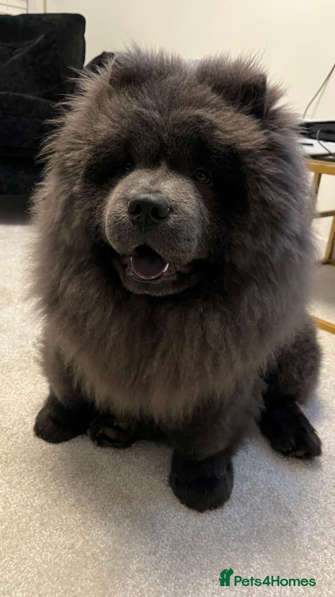 Chow Chow dogs for sale: Chow Chow Boy - Image 2