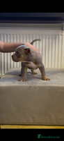 American Bully dogs - Advert 7