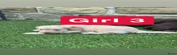 Cockapoo dogs for sale: Beautiful Cockapoo puppies  - Advert 13