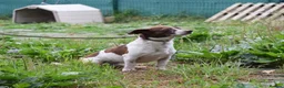 Mixed Breed dogs for adoption: Romeo in Worthing - Advert 2