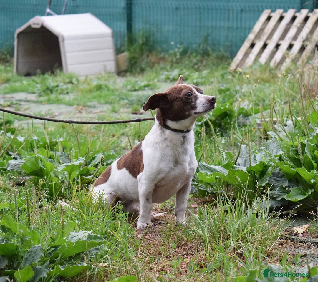 Mixed Breed dogs for adoption: Romeo in Worthing - Advert 2