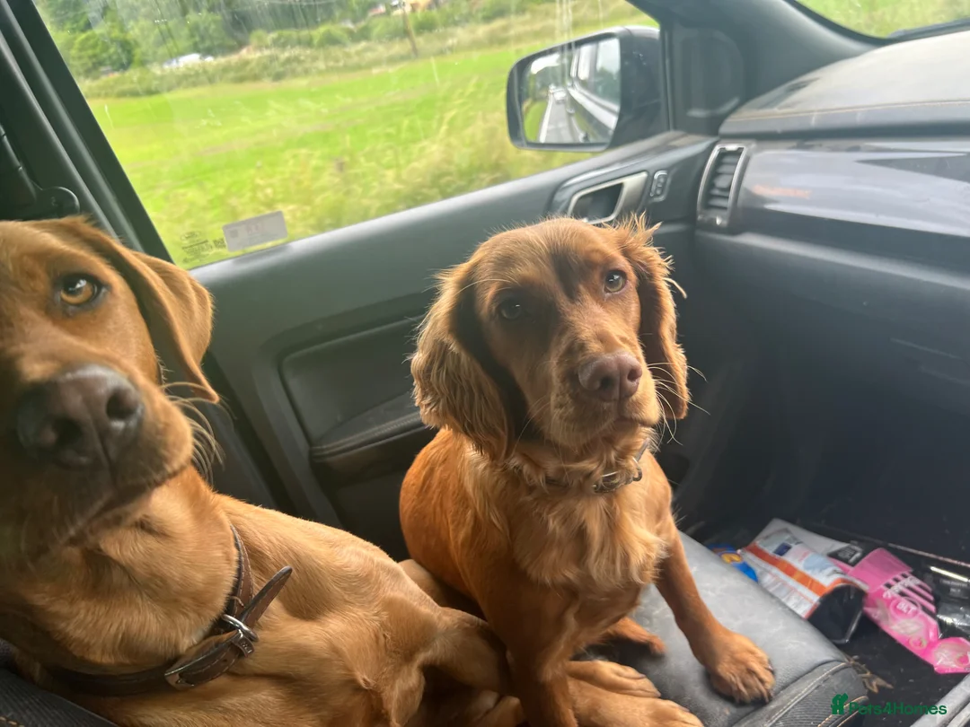 Cockapoo dogs for sale: Fox red cockerpoos  in Newtown - Advert 2