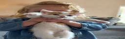 Mixed Breed cats for sale: X2 male ginger & white kittens  - Advert 13