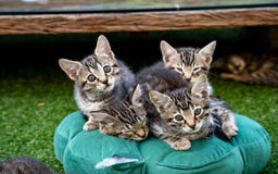 Bengal cats for sale: Gorgeous kittens, Wild-Patterned, Stunning Looks - Image 36
