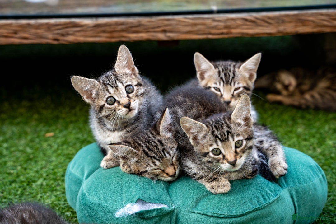 Bengal cats for sale: Gorgeous kittens, Wild-Patterned, Stunning Looks - Image 36