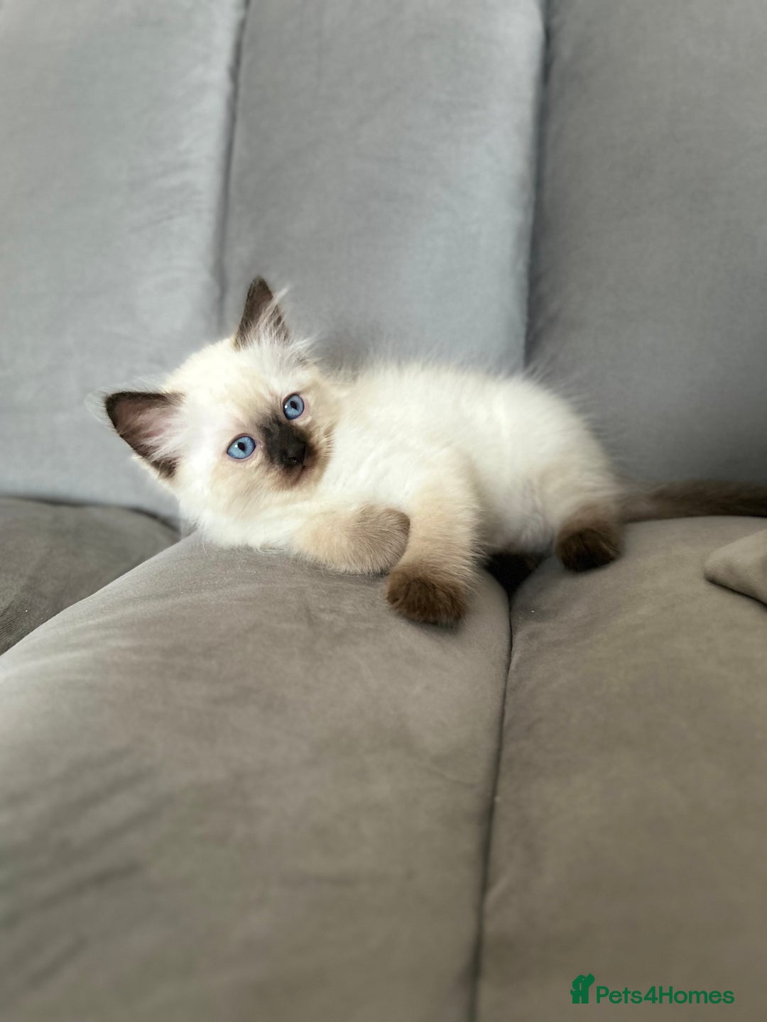 Ragdoll cats for sale: 😻 5 Beautiful Purebred Ragdoll Kittens 😻 - Image 4