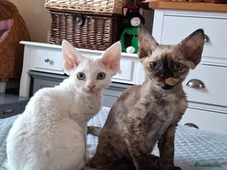 Devon Rex cats Last boy!!! FIFe registered -Spayed & Ready Now - Advert 2
