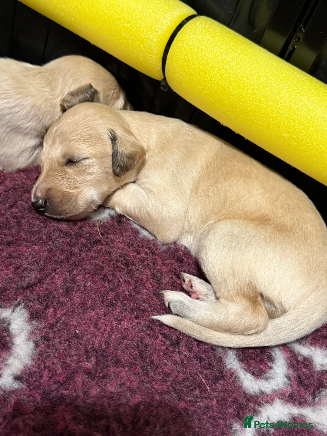 Saluki dogs for sale: Beautiful Saluki (new updated photos)  - Image 10