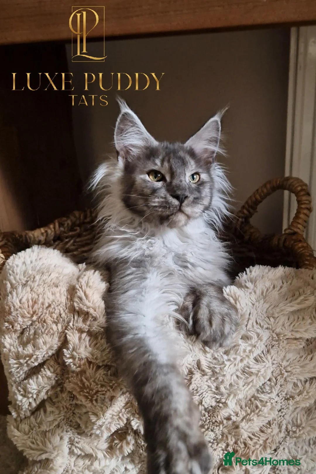 Maine Coon cats for sale: Black smoke maine coon (high smoke - Advert 2