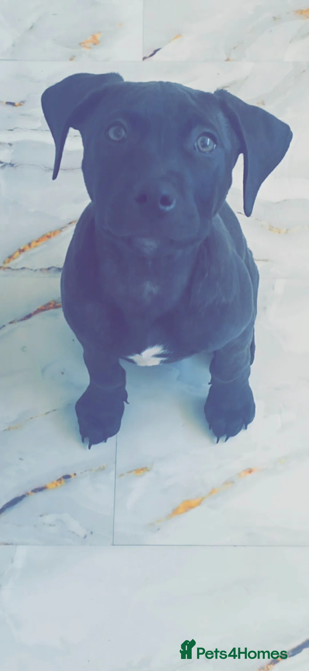 Mixed Breed dogs for sale: Bonnie- Staffy X American bulldog  - Advert 1