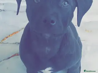 Mixed Breed dogs Bonnie- Staffy X American bulldog - Advert 1