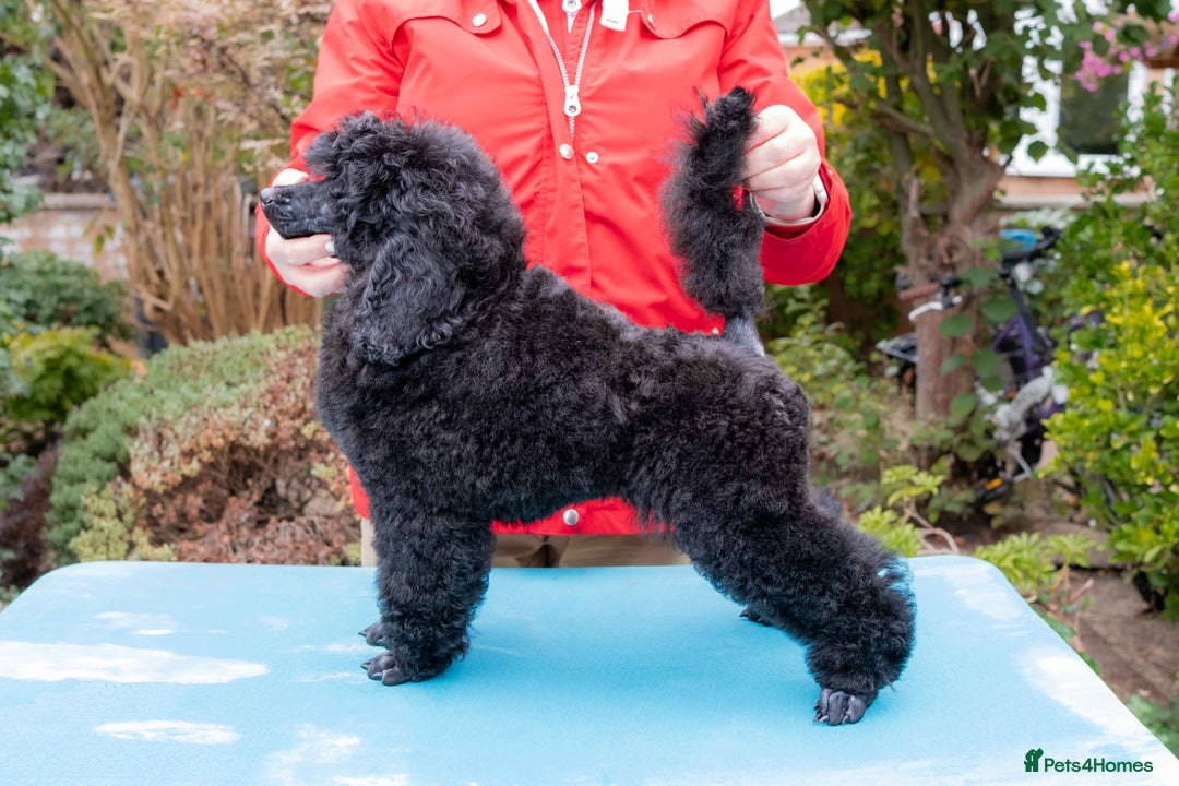 Miniature Poodle dogs for sale: Signature Miniature Poodle Puppies - Advert 9