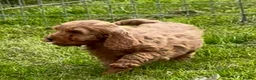 Cockapoo dogs for sale: Adorable F1 Cockapoo girl - Advert 14