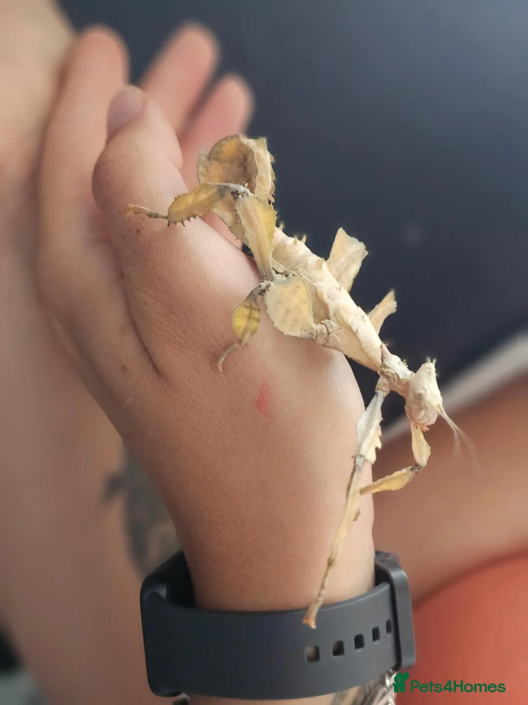 Stick Insects invertebrates for sale: Macleay's spectre (Extatosoma tiaratum) eggs in Truro - Advert 3
