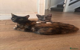 Domestic Shorthair cats for sale: 2 loving family playful kittens - Image 8