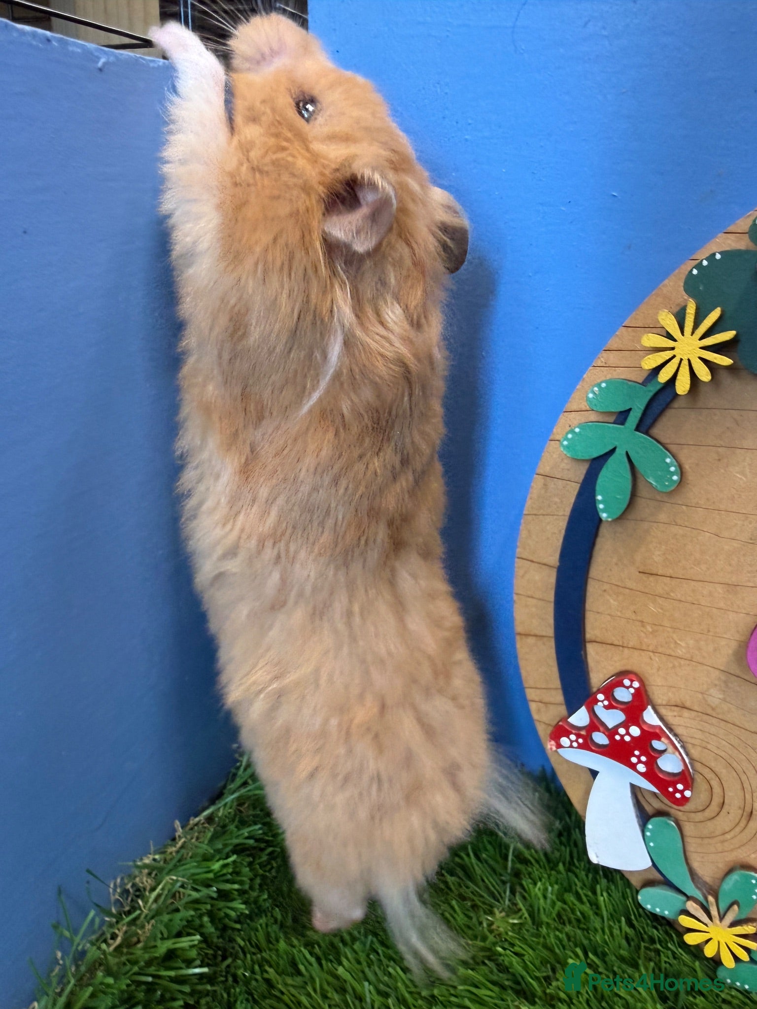 Hamster rodents Beautiful Female Syrian Hamster Long Haired  - Advert 2