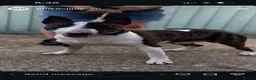 English Bull Terrier dogs for stud: Handsome English bull terrier CRUFTS QUALIFIER - Advert 4