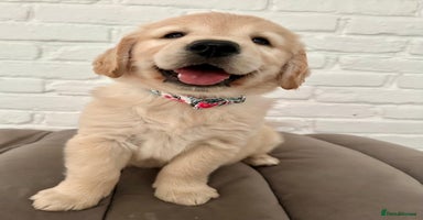 Golden Retriever dogs - Advert 7