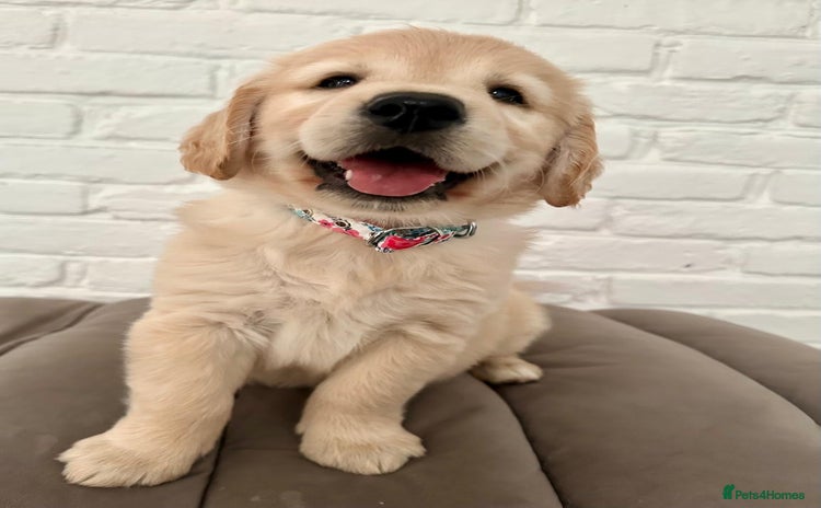 Golden Retriever dogs - Advert 15