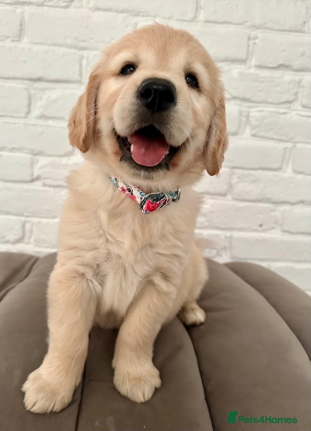 Golden Retriever dogs for sale: Golden retriever puppies READY NOW - Image 9