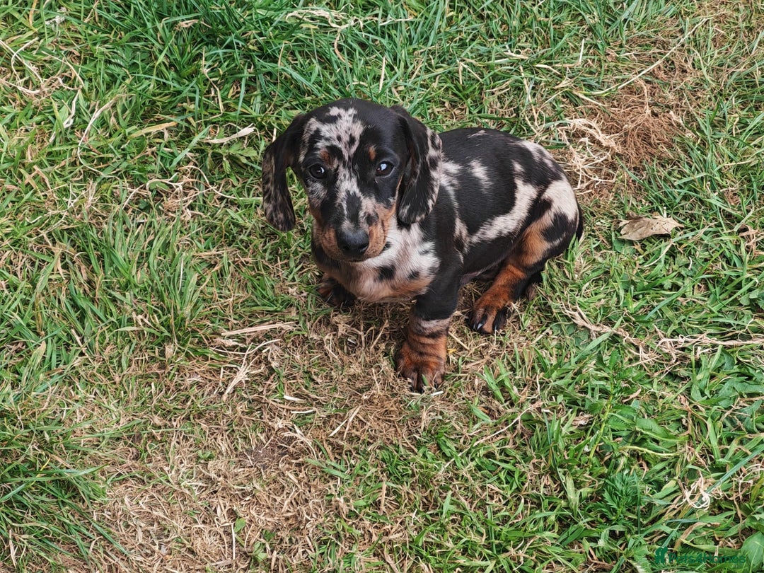 Miniature Dachshund dogs for sale: Dapple & Tan Miniature Dachshund Pups For Sale - Image 2