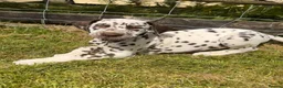 Dalmatian dogs for sale: Dalmatian puppies  - Advert 5