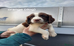English Springer Spaniel dogs for sale: Springer spaniel pups  - Image 5