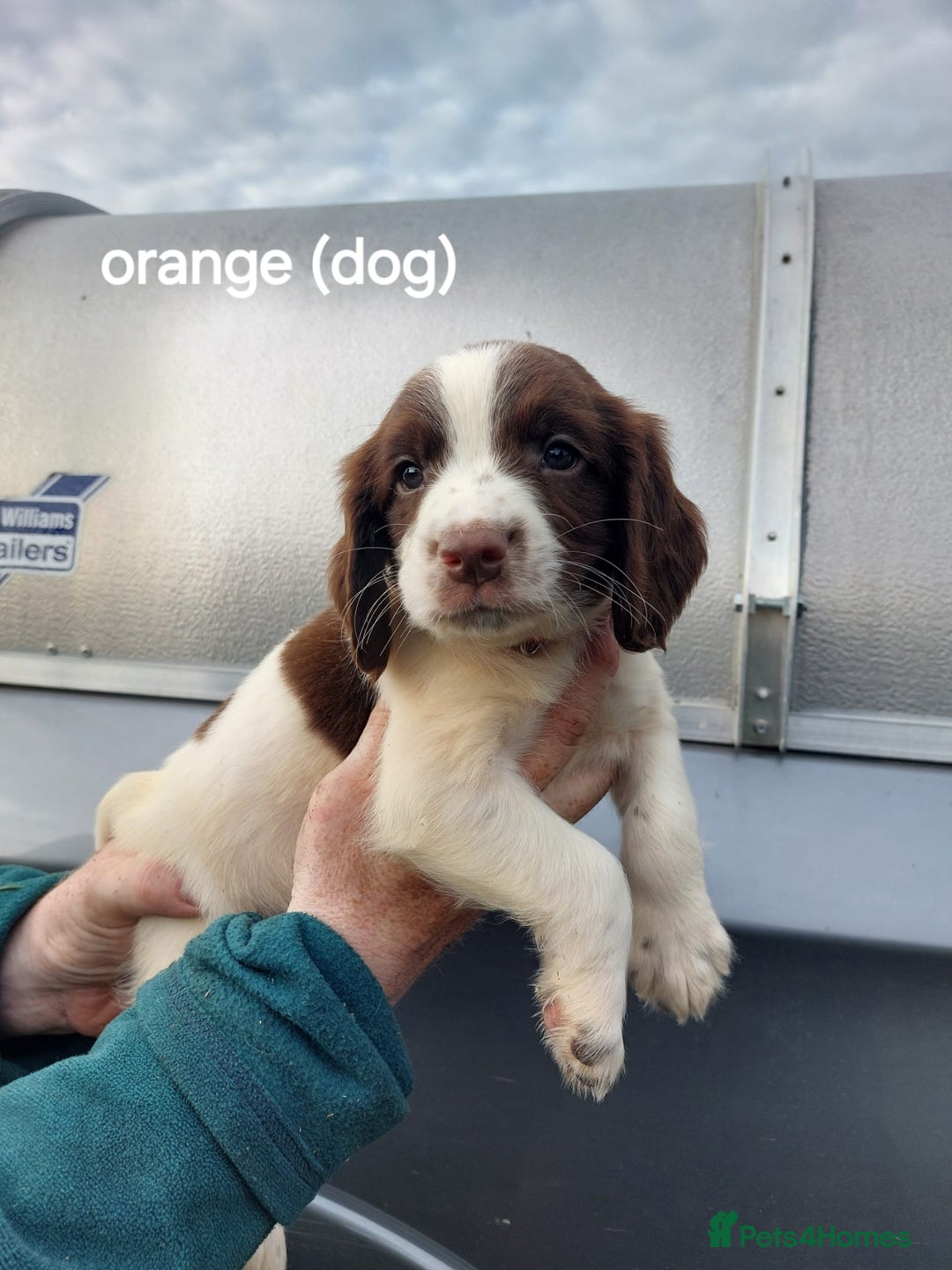 English Springer Spaniel dogs for sale: Springer spaniel pups  - Image 5